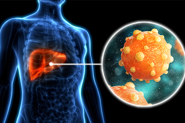 Liver